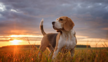 Beagle hondenras