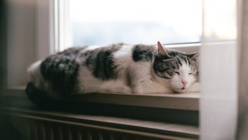 drige lucht verwarming kat