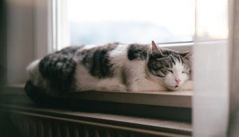 drige lucht verwarming kat
