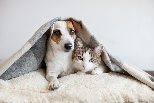 huisdierenverzekering
