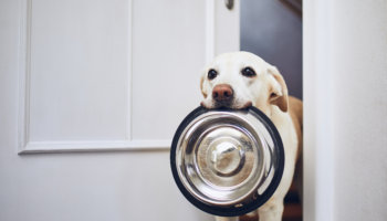 voeding hond