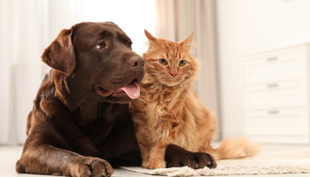 huisdierenverzekering