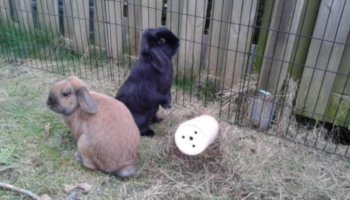 konijnen verhuisdier nieuw thuis