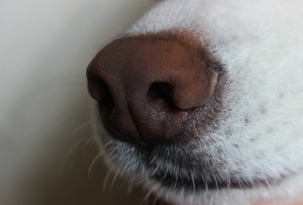 Honden kunnen coronavirus opsporen