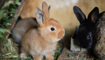 hooi konijnen belangrijk voeding