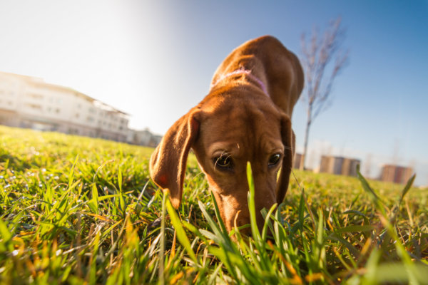 Je hond ontwormen – waarom en hoe vaak?