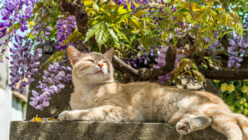 Tips voor een leuke kattenhoek in de tuin
