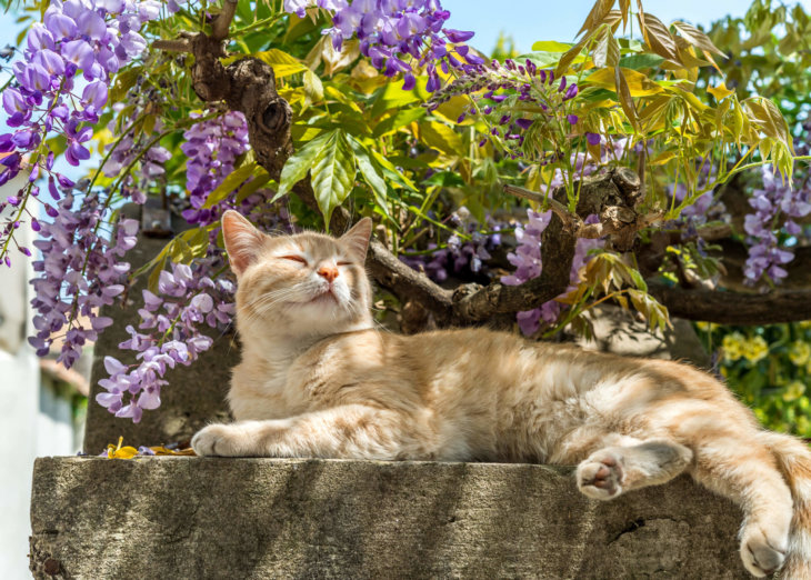 Tips voor een leuke kattenhoek in de tuin
