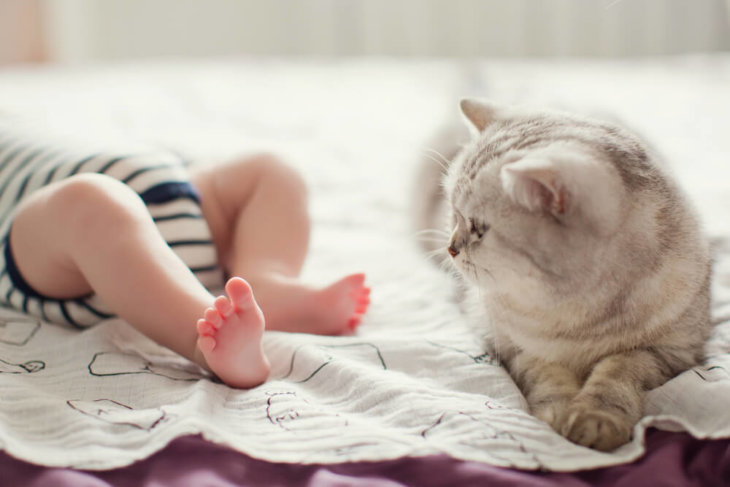 Tips voor jaloerse katten bij gezinsuitbreiding