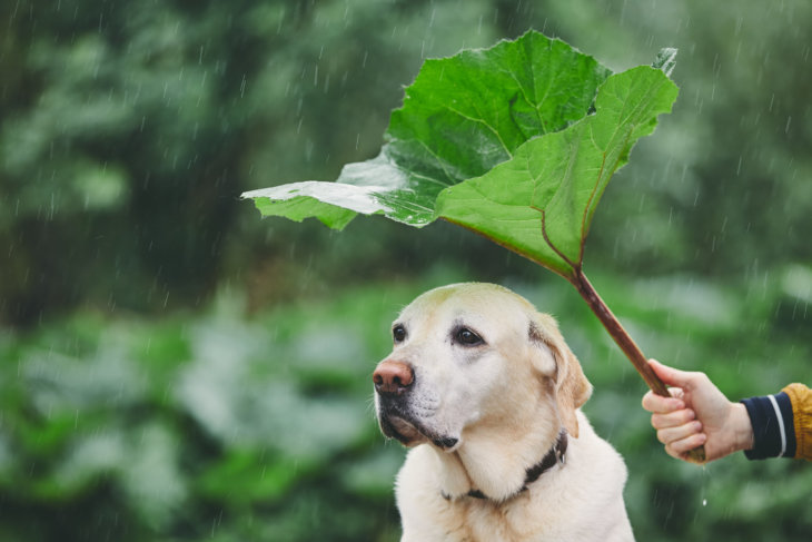 Als honden regen willen ontlopen…