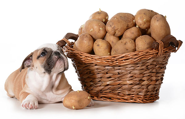 hond aardappel