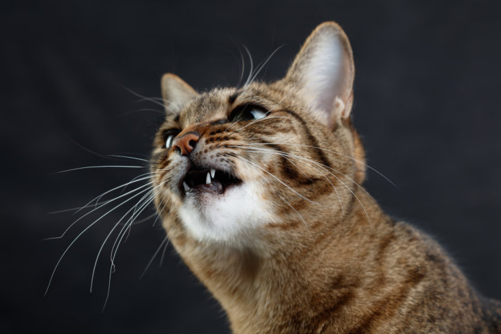 Blaasontsteking kat