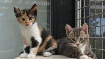 geboortegolf kittens asiel