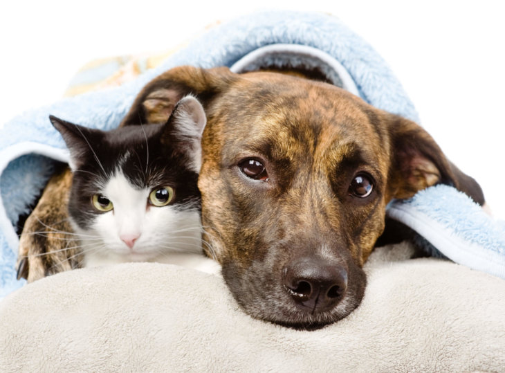 Kanker bij honden en katten