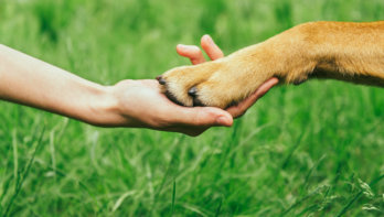 doa en oopoeh helpen hondenbaasjes