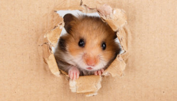 hamster stress spanning bedreigd