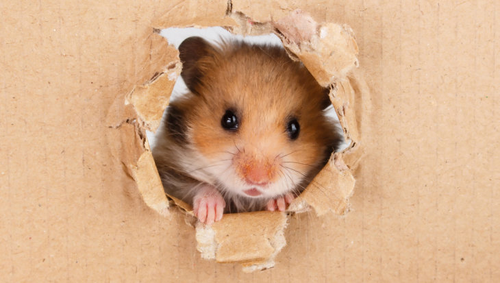 Hamsters gevoelig voor stress
