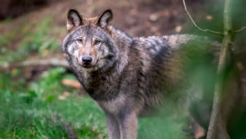 Faunabescherming verhoogt tipgeld - zaak doodgeschoten wolf