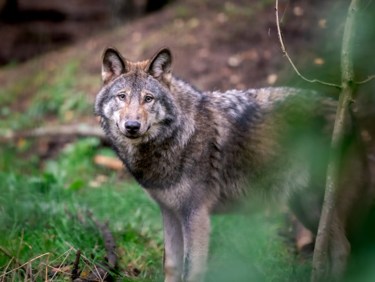 Faunabescherming verhoogt tipgeld – zaak doodgeschoten wolf