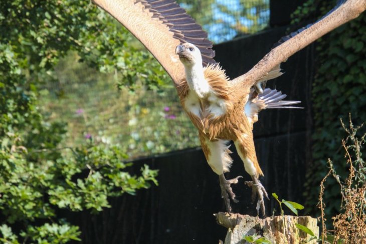 Dierenpark Amersfoort zet twee gieren uit in het wild