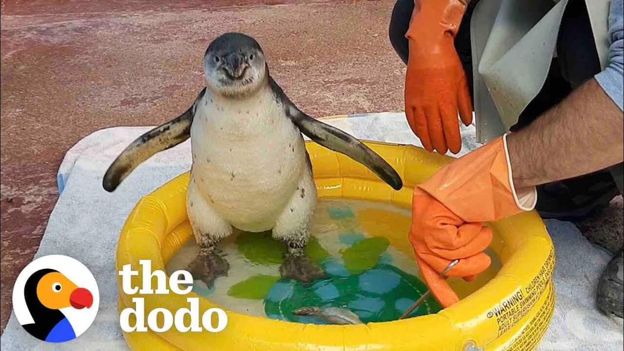 Man helpt baby pinguïn over haar angst met water heen