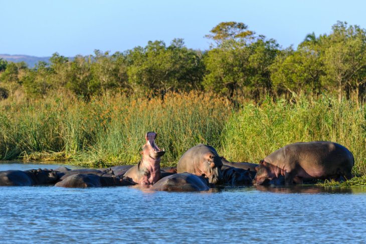 Nijlpaarden beschoten met pijltjes anti-conceptiemiddel
