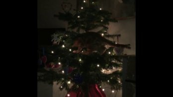 Kat versus kerstboom