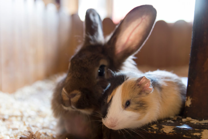Gezonde wintervoeding voor konijnen en knaagdieren