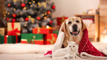 Hond of kat gezond verwennen tijdens de feestdagen?