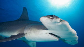 Stop de handel in haaienvinnen