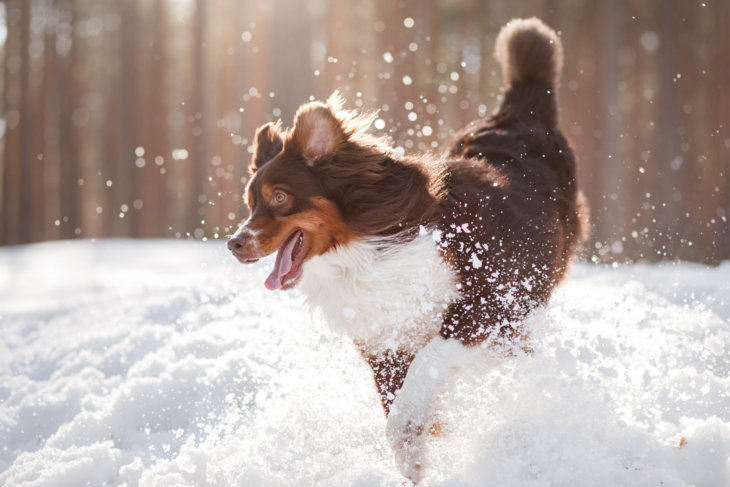 hond wintersport spierpijn