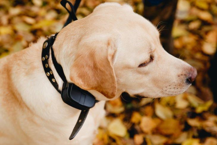 Verbod op stroomhalsbanden bij honden per 01 januari 2022