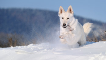 wintersport met hond