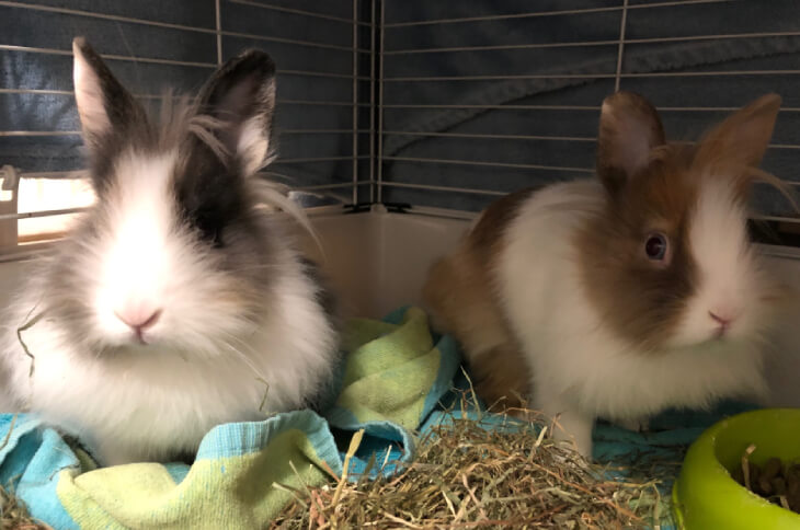 konijnen nieuw thuis herplaatsers