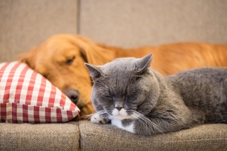 Winterdepressie, ook bij honden en katten?