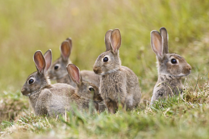 myxomatose wilde konijnen besmetting uitbraak