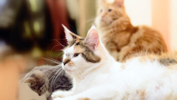 Vlaanderen bindt de strijd aan met dodelijke kattenziekte