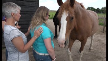 Therapie met paarden