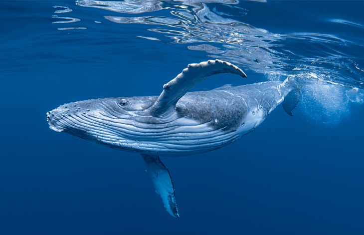 versiertruc dieren bultrug walvis