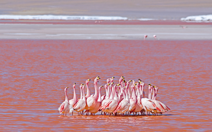 versiertruc dieren flamingo dans