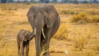 olifanten namibië