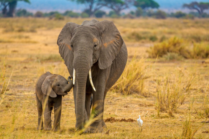 Namibië verkoopt wilde olifanten