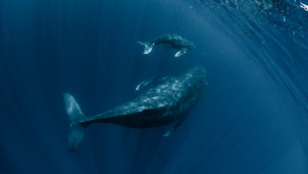 walvissen