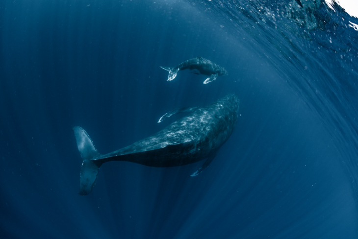 De geheime wereld van walvissen