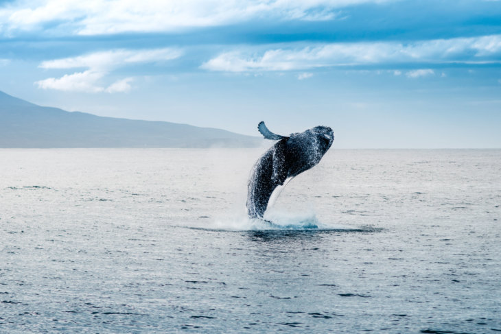 walvis soorten