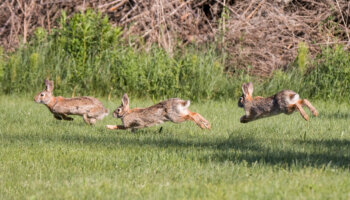 jacht hazen konijnen