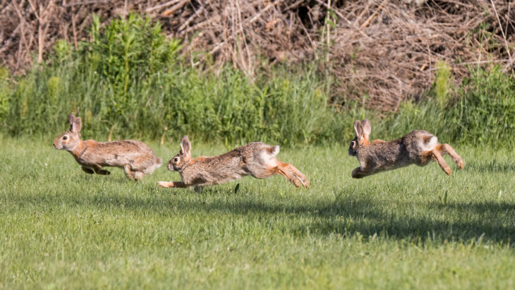 Verboden te jagen op konijnen en hazen