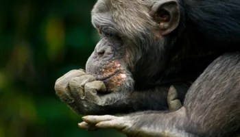 Thinking monkey