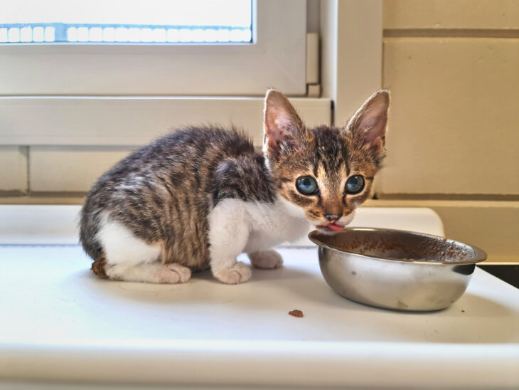 Campagne voor jaarlijkse opvang van 1000 zieke kittens van start