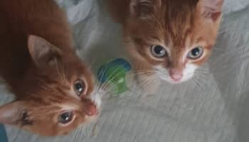 kitten herplaatsers zoeken thuis